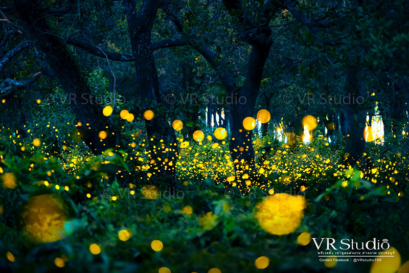 ดินแดนหิ่งห้อย ปราจีนบุรี