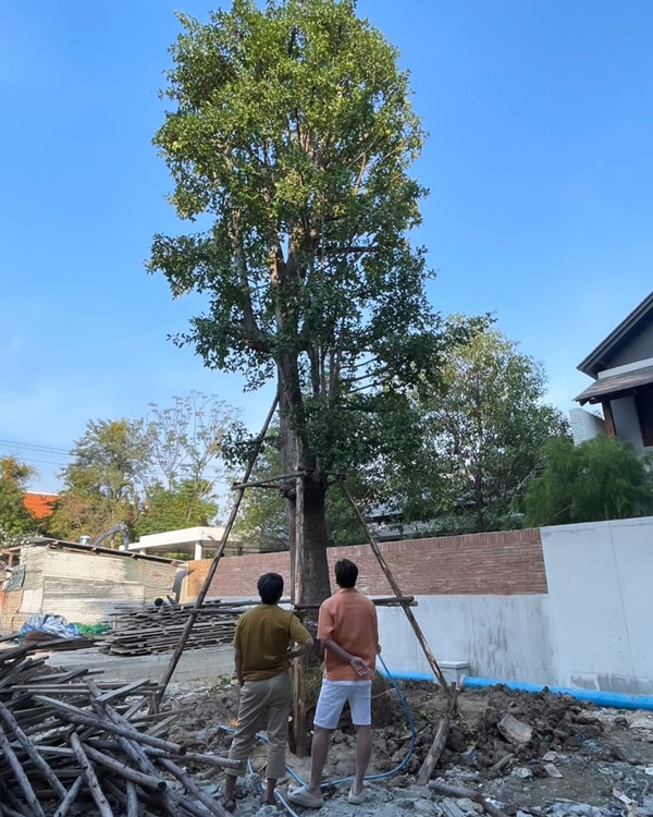 เต๋า สมชาย บ้านใหม่ ต้นมั่งมี