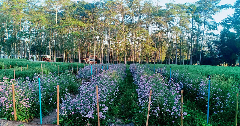 สวนดอกไม้ อุดรธานี