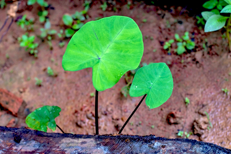 Colocasia Black Stem