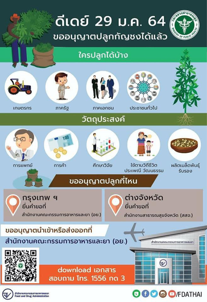 กัญชง