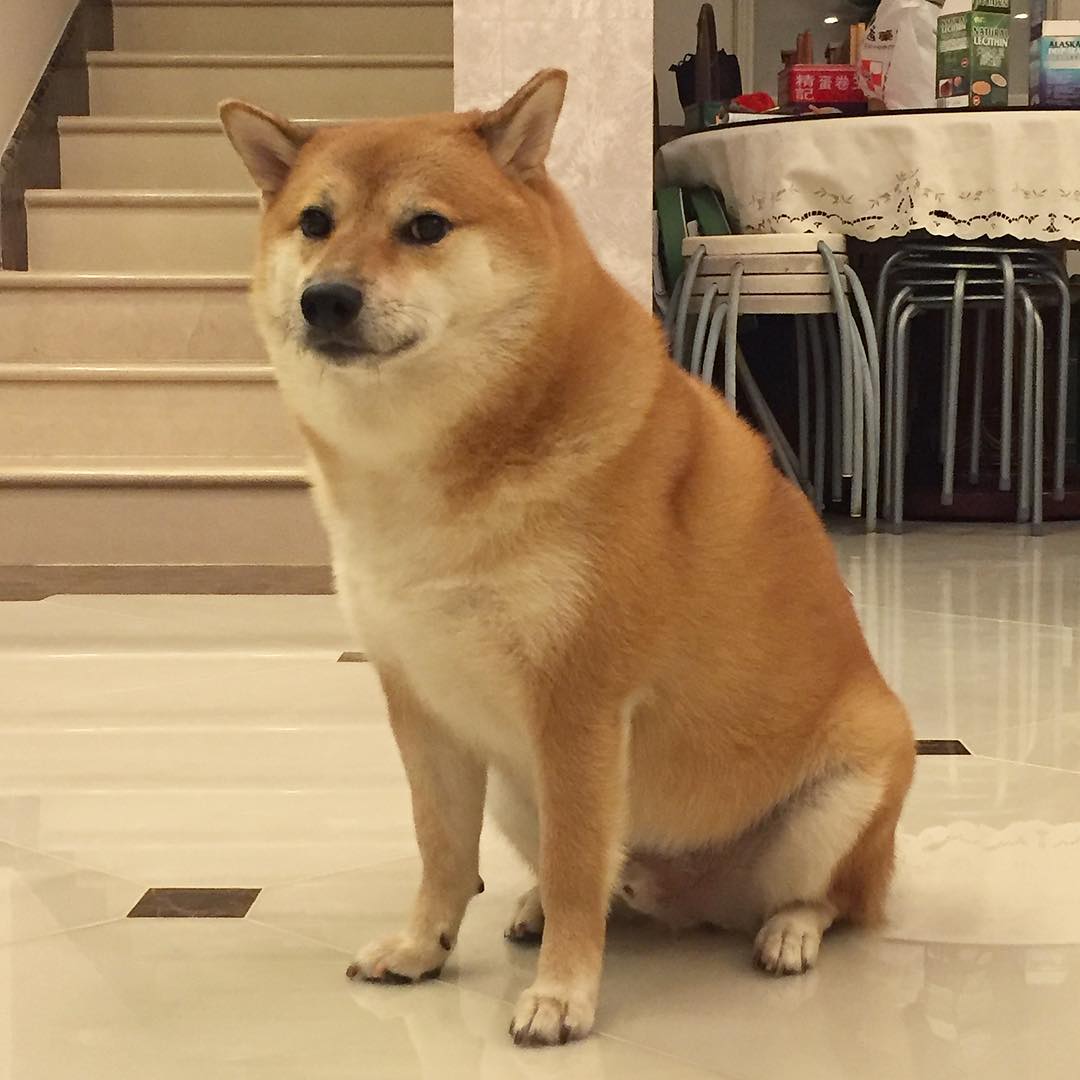 หมาชิบะเจ้าของมีมดัง