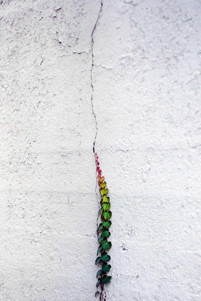 ภาพถ่าย