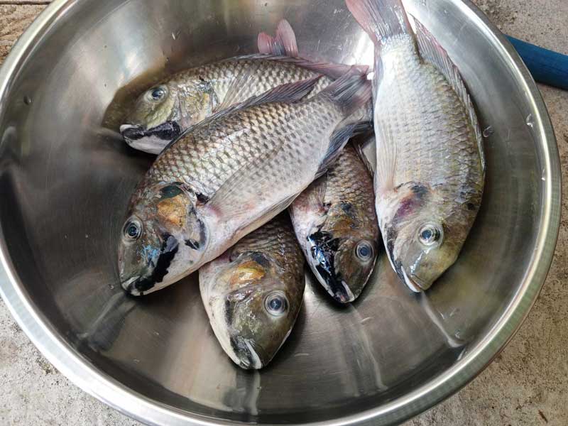 ปลาหมอคางดำ