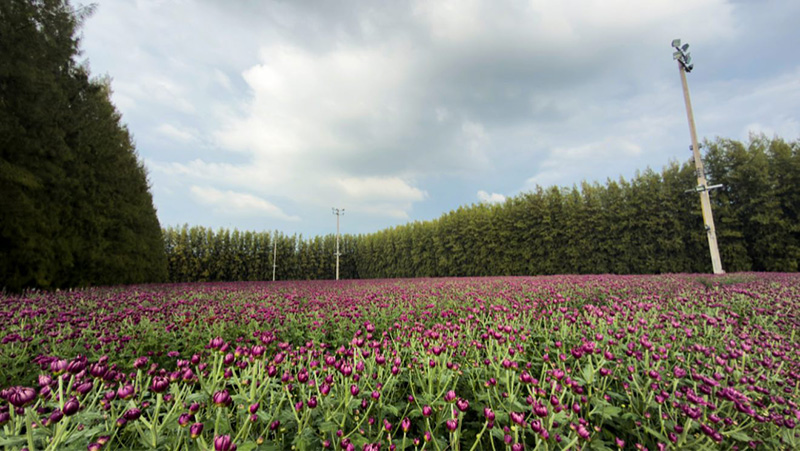 ทุ่งสวรรค์ ตะวันฉาย 2568-2569 วัดพระธรรมกาย