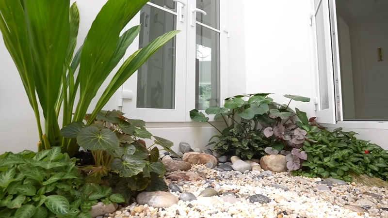 สวนบ้าน หมาก คิม