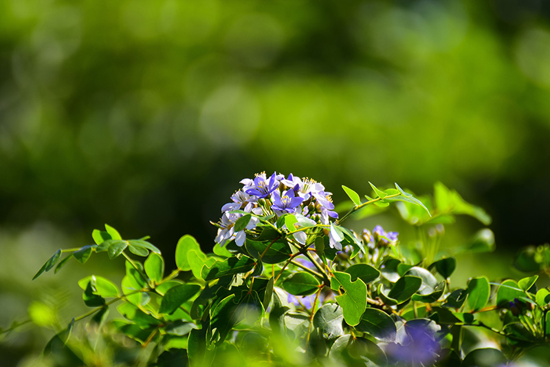 ต้นไม้ดอกสีม่วง ต้นแก้วเจ้าจอม