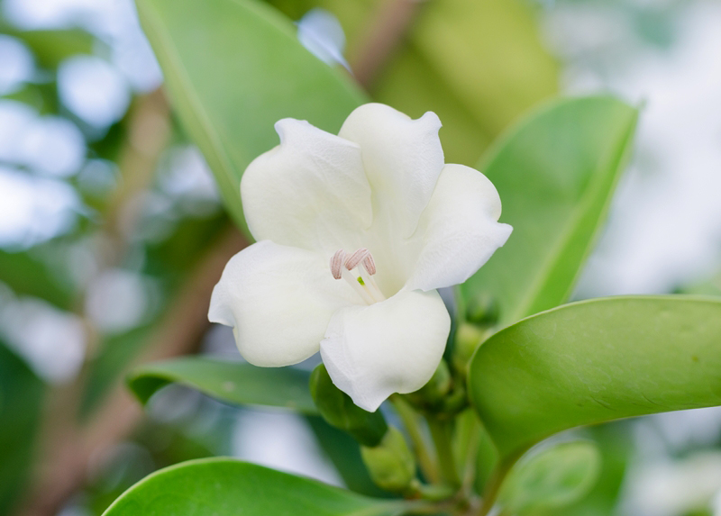 แก้วมุกดา