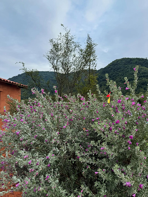 บ้านญาญ่า เขาใหญ่