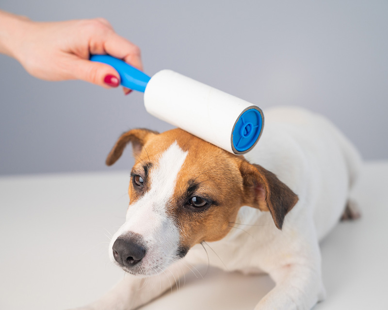 กำจัดขนสัตว์เลี้ยงก่อนซักผ้า