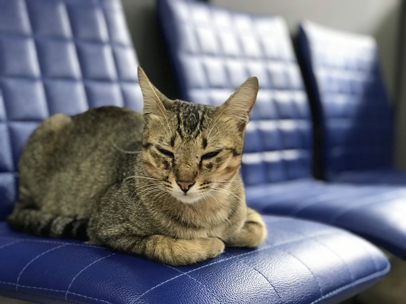 เพจแมวโรงพัก