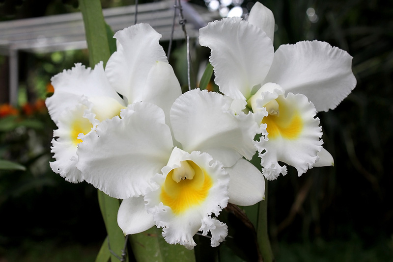 บุปผาราชินี แคทลียา ควีนสิริกิติ์