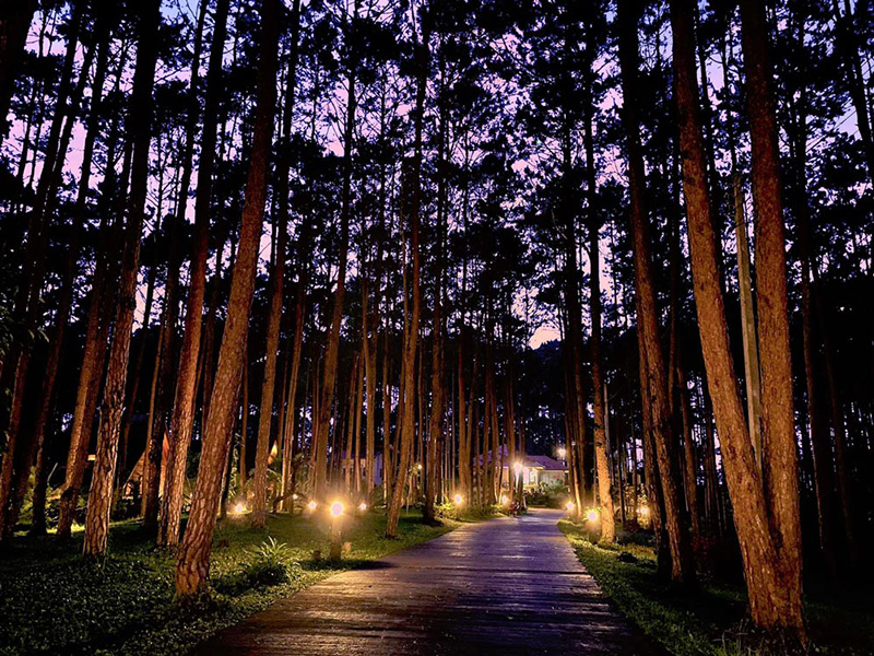 สวนป่าดอยบ่อหลวง