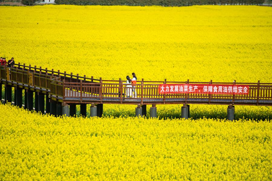 ทุ่งดอกผักกาดก้านขาว