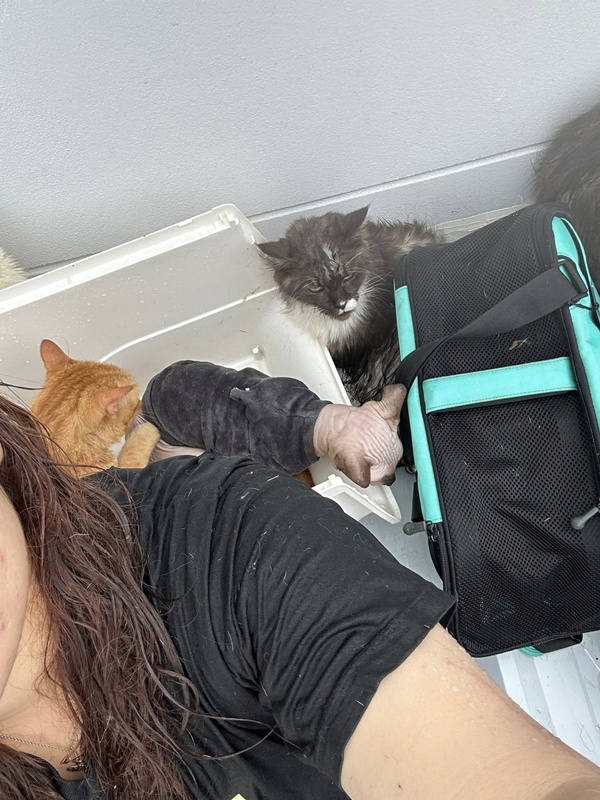 เจ้าของติดบนหลังคา พร้อมหมา-แมว กว่า 20 ชีวิต คนห่วงหลังเงียบหาย