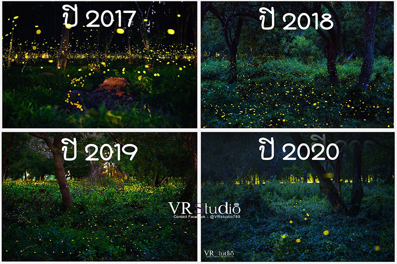 ดินแดนหิ่งห้อย ปราจีนบุรี