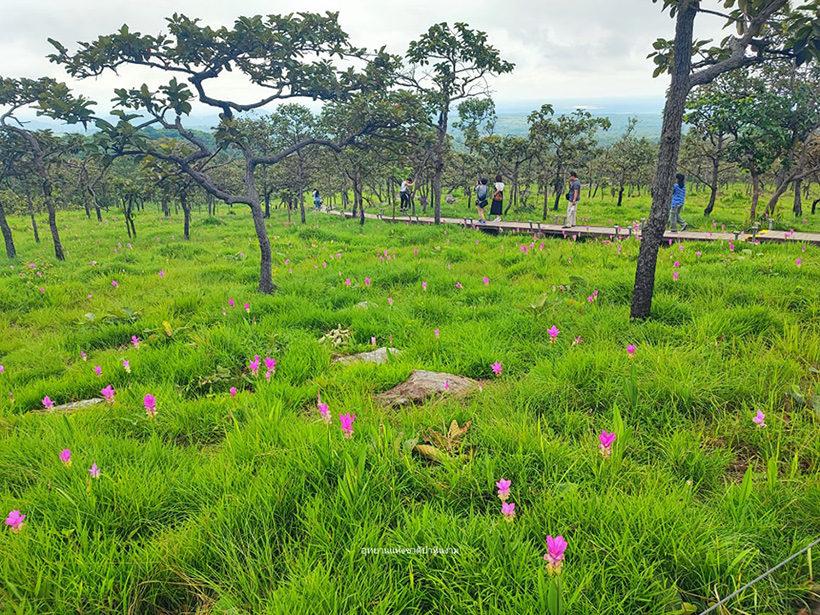 ทุ่งดอกกระเจียว 2568 อุทยานแห่งชาติป่าหินงาม 