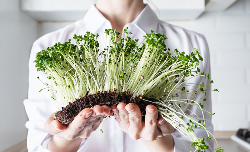 ต้นอ่อนบร็อคโคลี่กินได้ไหม