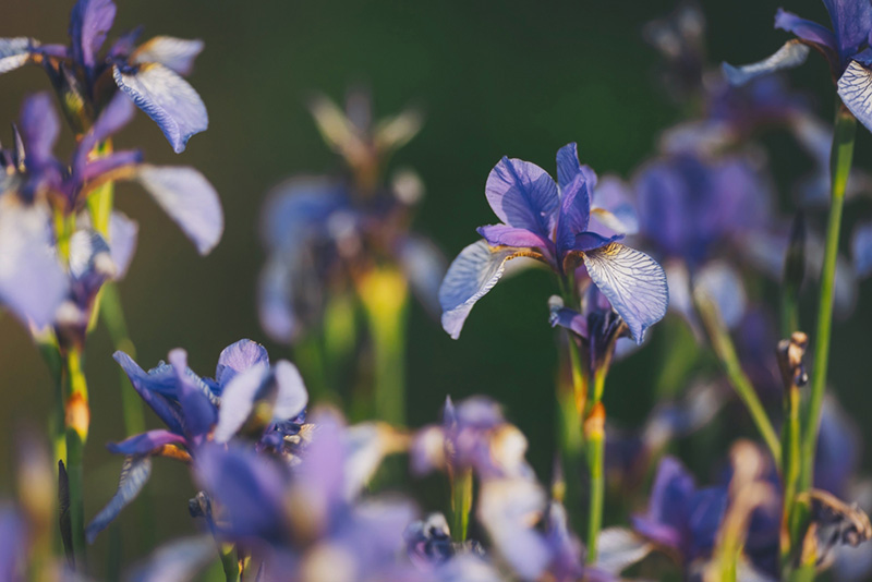 ดอกไอริส