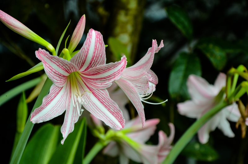 ต้นรางเงิน