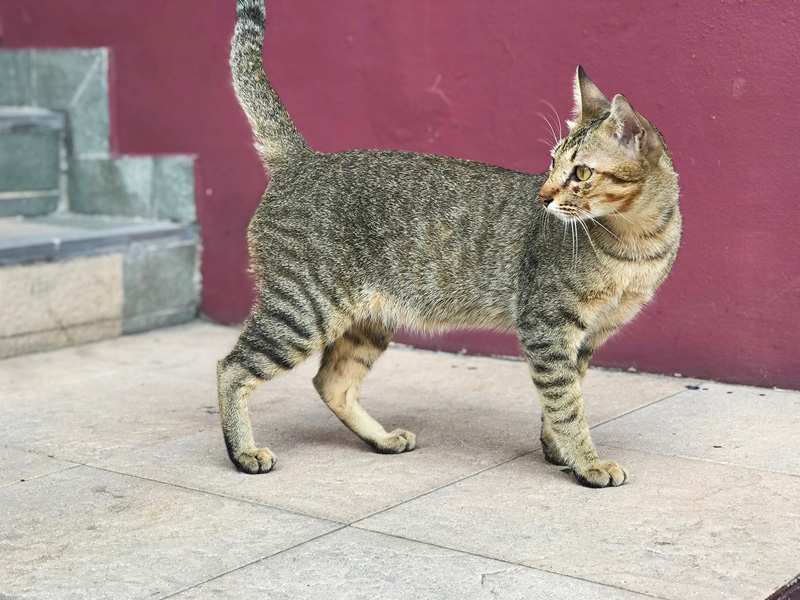 เพจแมวโรงพัก