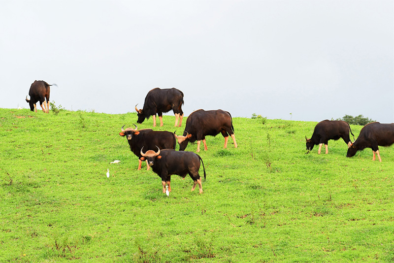 ที่เที่ยวหน้าหนาว 2568 เขาแผงม้า