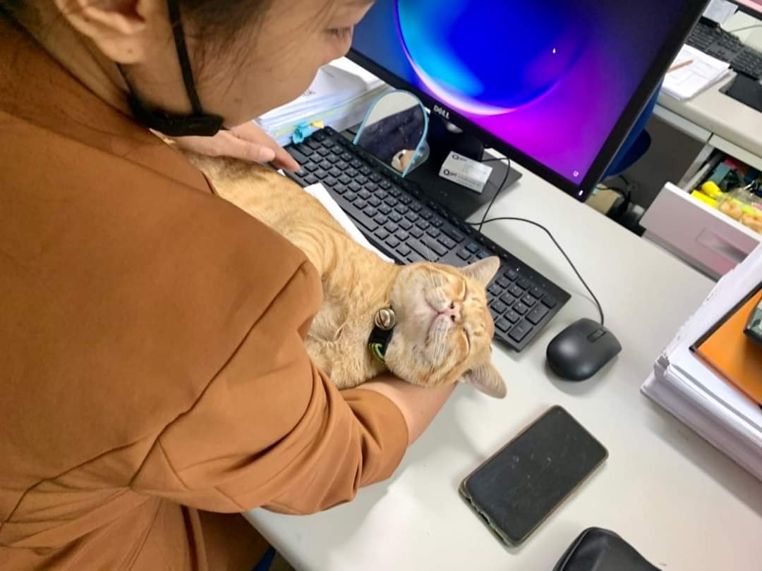 ออฟฟิศแมว