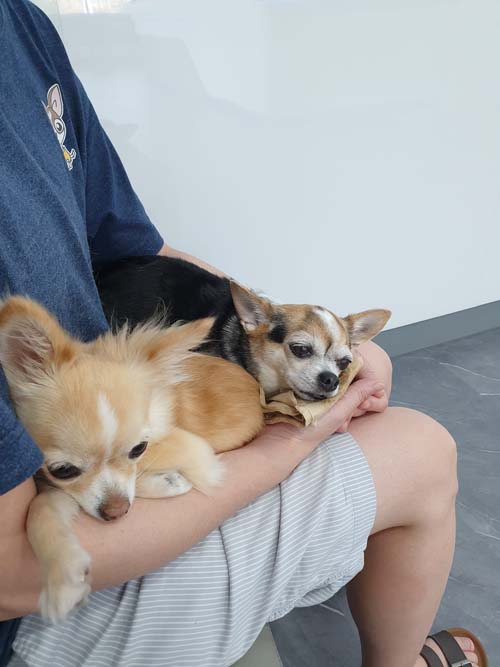 รีวิวทำ CT Scan สุนัข