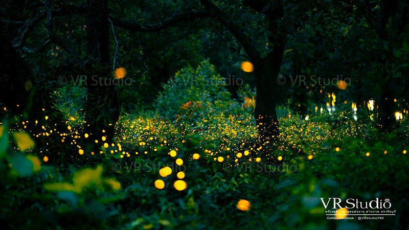 ดินแดนหิ่งห้อย ปราจีนบุรี