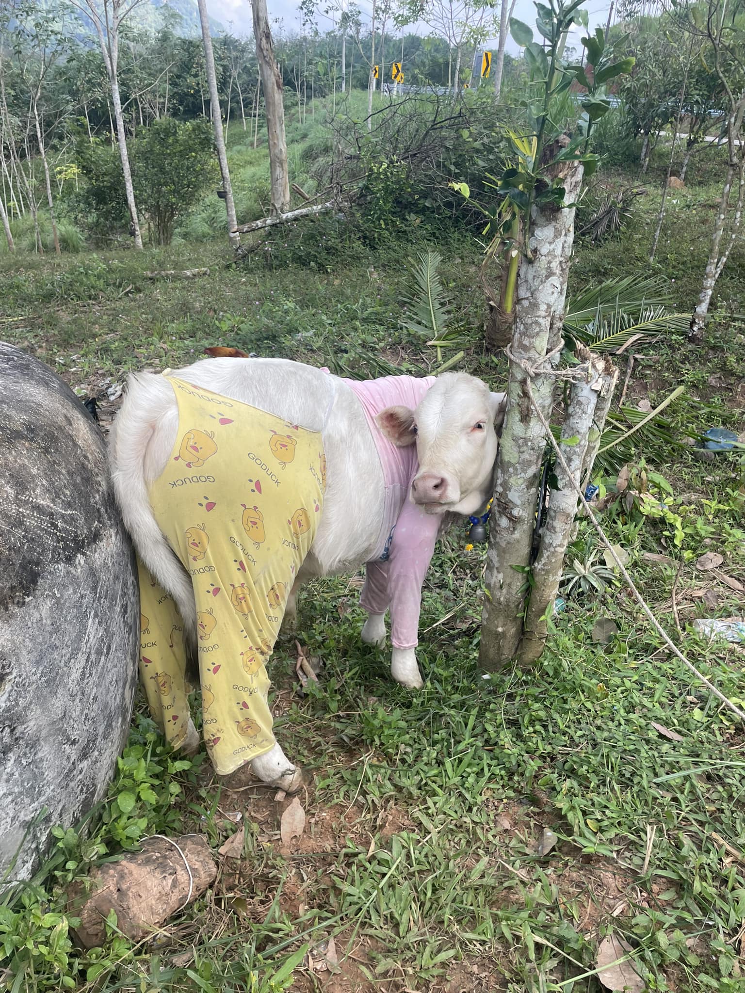 น้องหยวกกล้วย