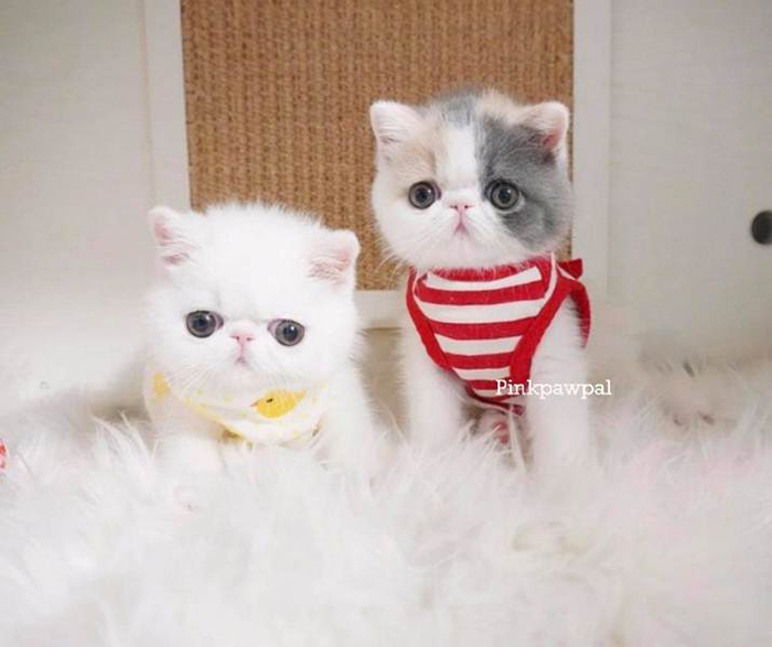 เอ็กโซติก
