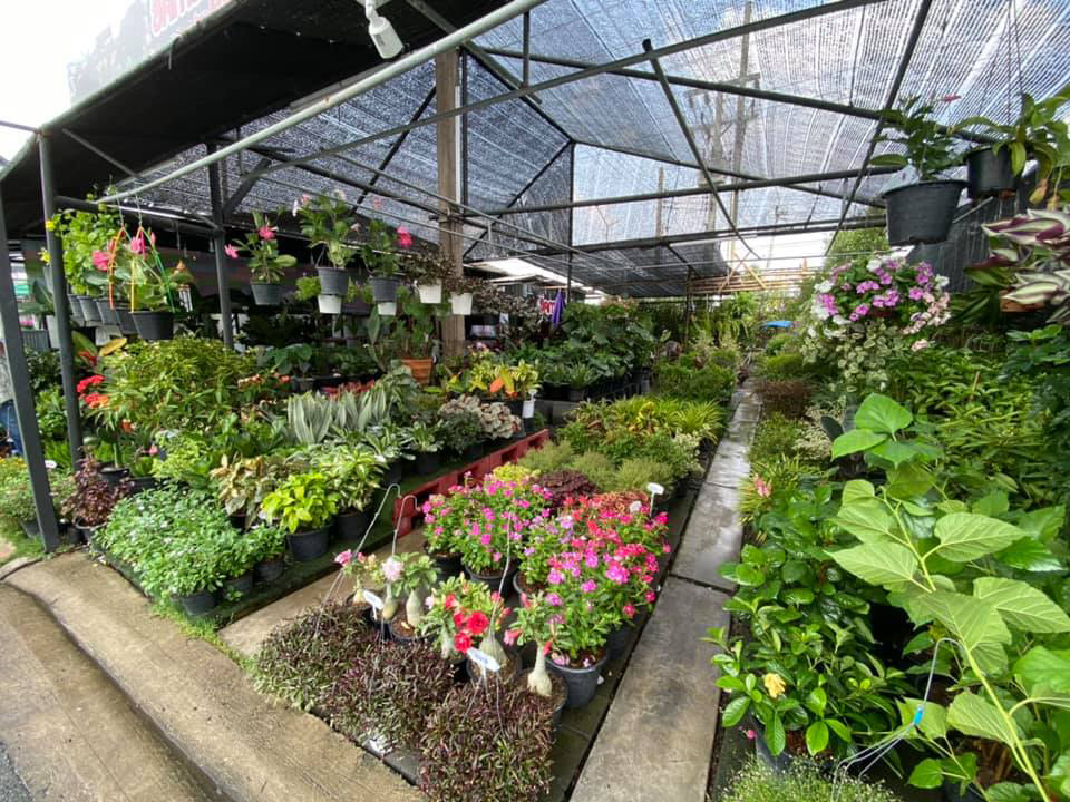 ตลาดต้นไม้