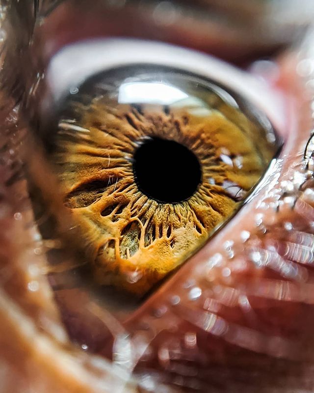 ภาพถ่ายดวงตามนุษย์