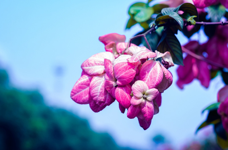 บุปผาราชินี ดอนญ่าควีนสิริกิติ์