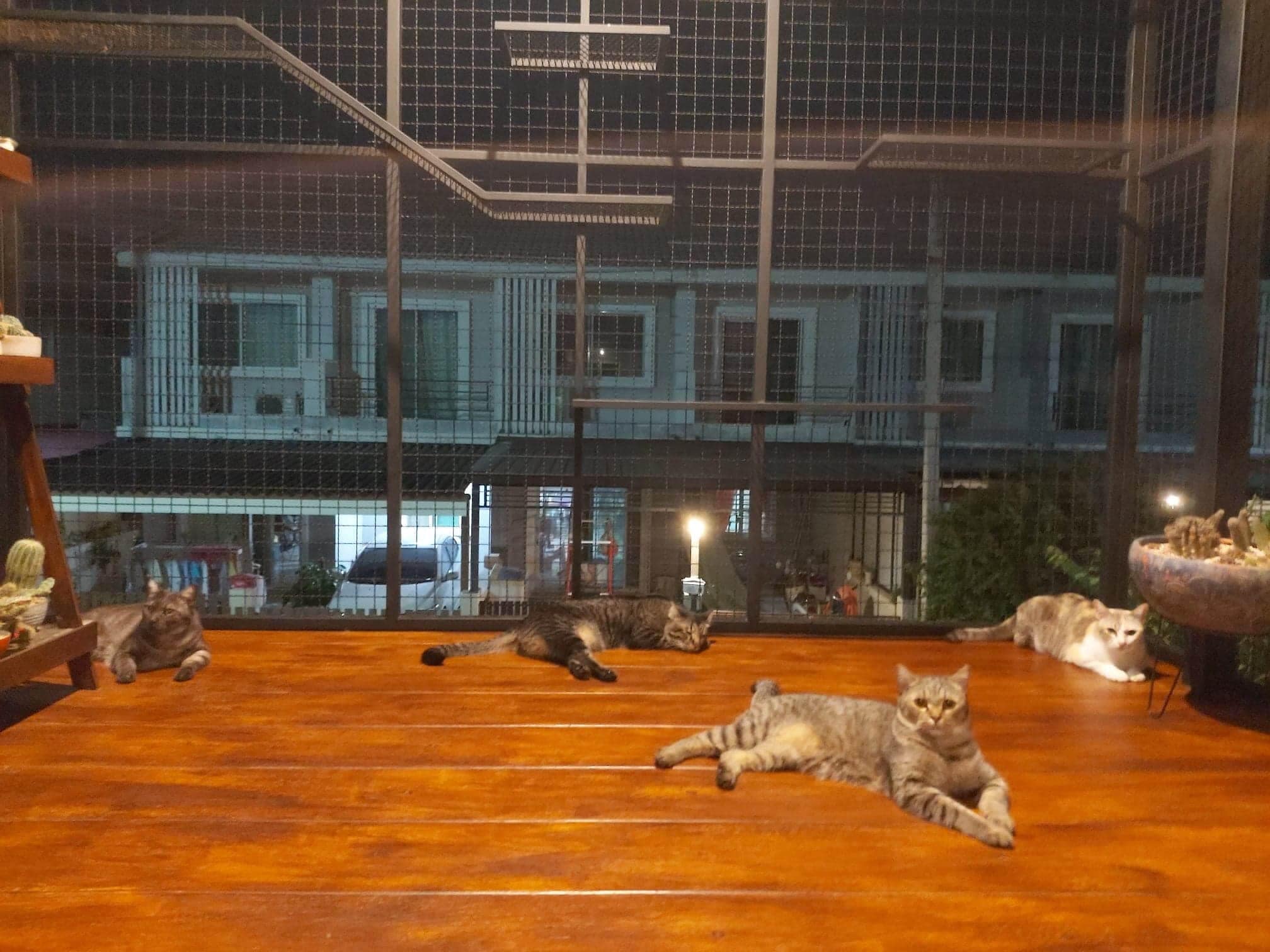 สร้างบ้านแมว