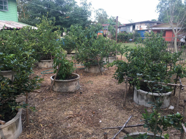 แมงปอ ชลธิชา