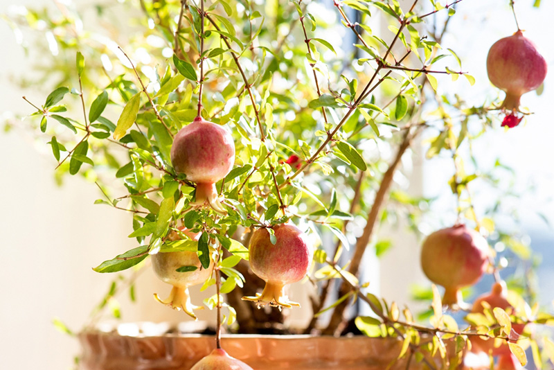 ต้นไม้มงคล วันขึ้นบ้านใหม่ ต้นทับทิม