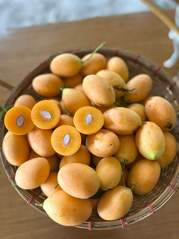 สวนมะยงชิดภาณุพงศ์ สวนมะยงชิด 2569