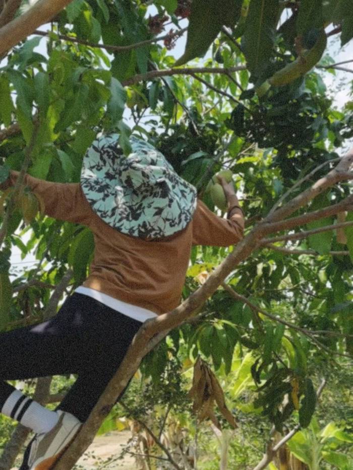 ใบเฟิร์น พิมพ์ชนก