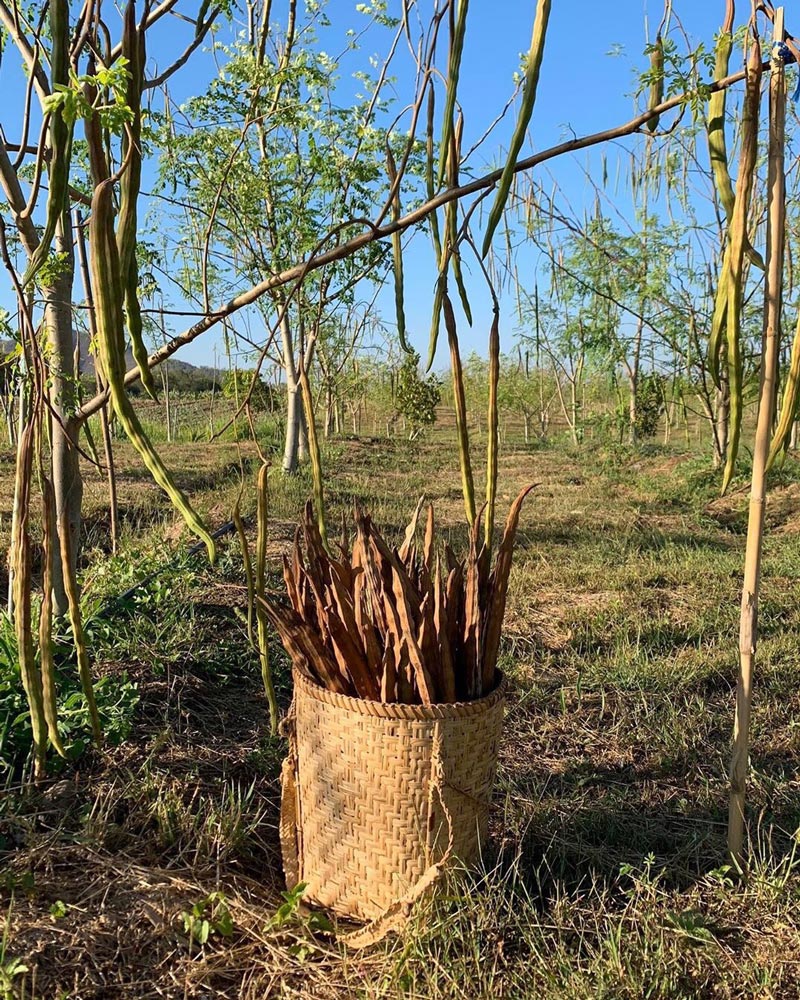 เปียเชอร์ คริสเตนเซ่น