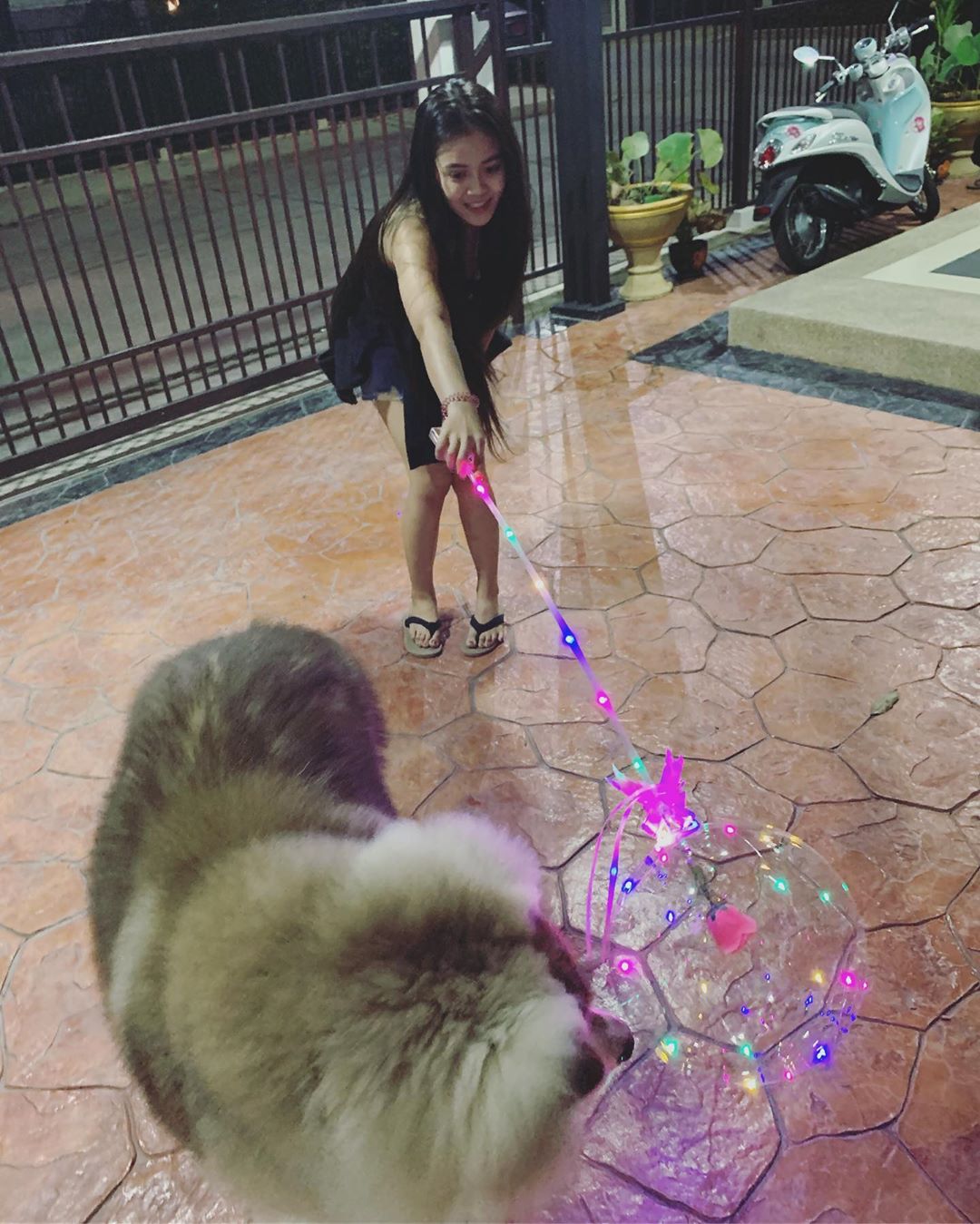 ลําไย ไหทองคํา