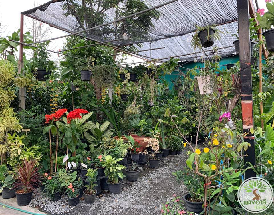 ตลาดต้นไม้