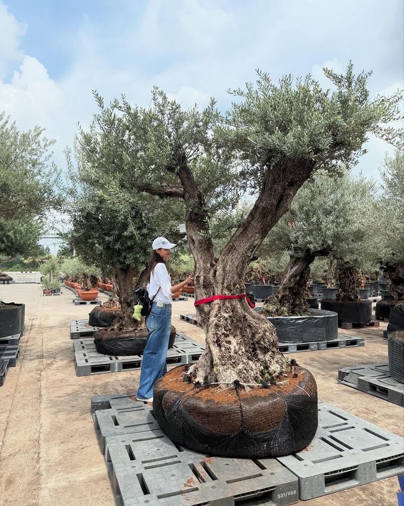 ญาญ่า อุรัสยา ซื้อต้นมะกอกปลูกที่บ้านเขาใหญ่