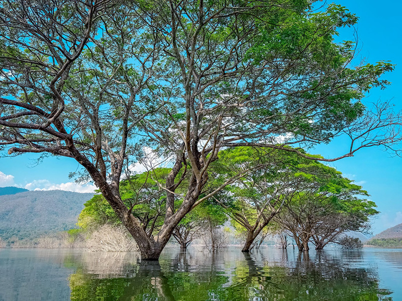 วัดบ้านเก่าจมน้ำ ชมต้นฉำฉากลางน้ำ ลำพูน