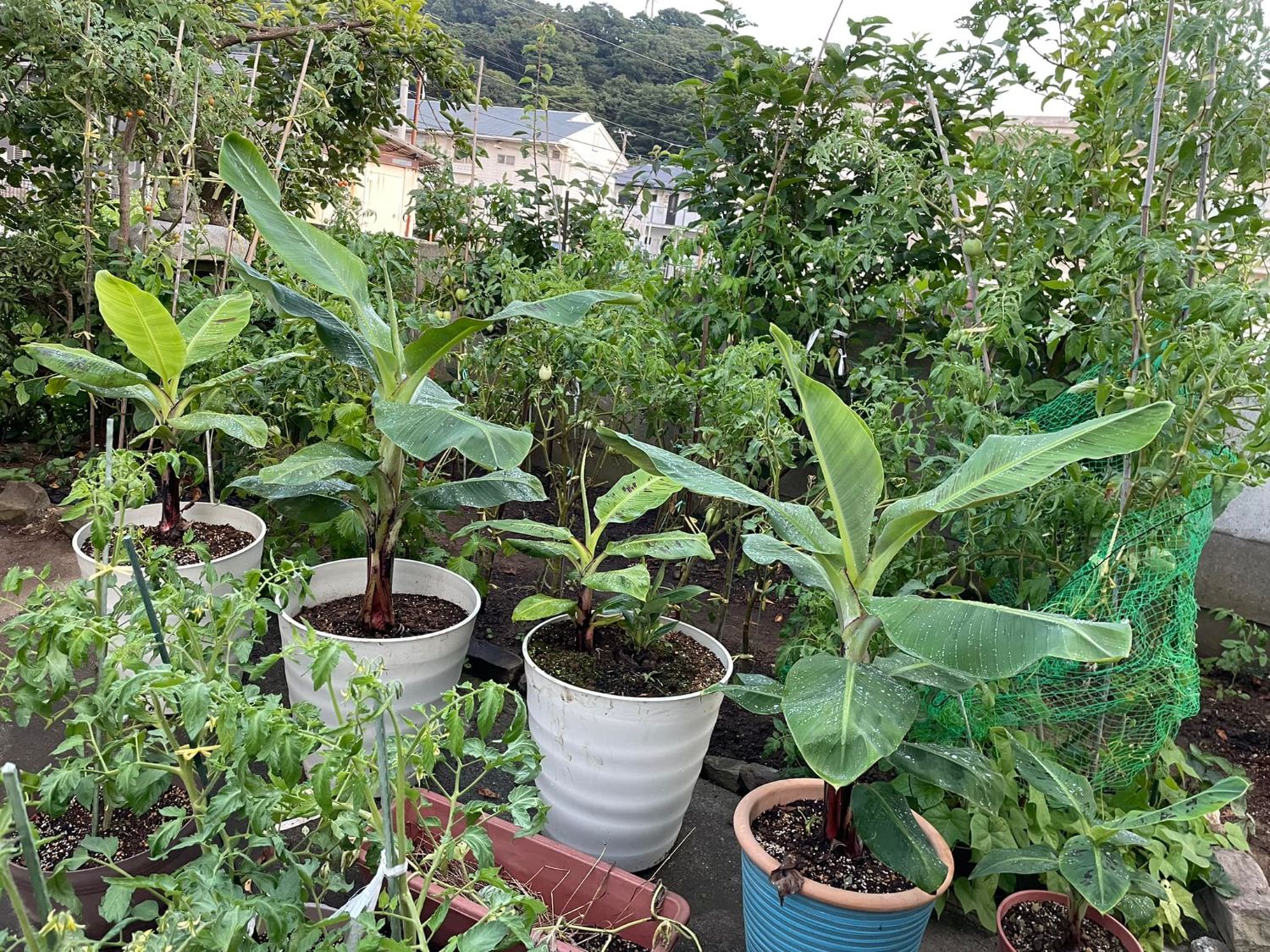ตะโก้