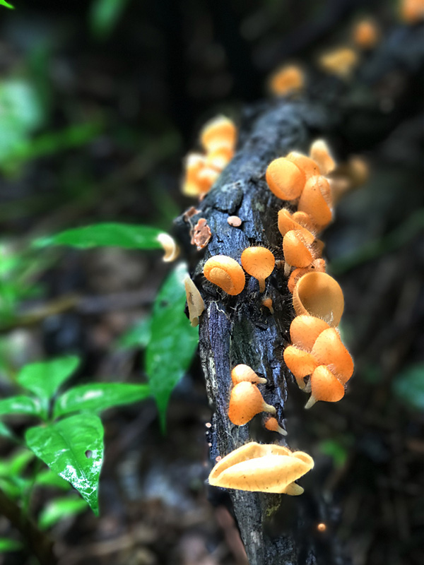 น้ำตกโกรกอีดก