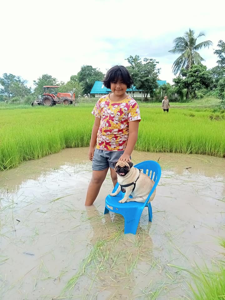 หมาปั๊ก