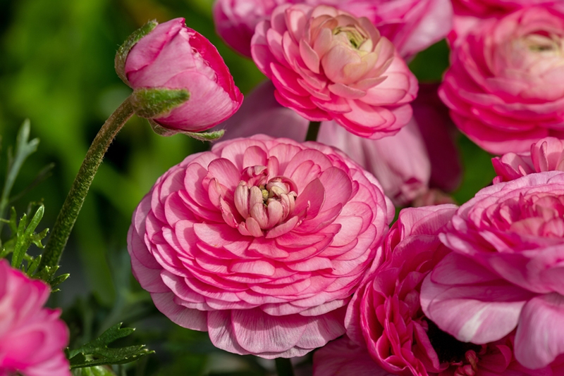 ไม้หัวประเภทดอก