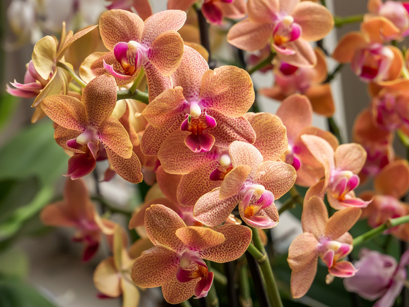 ดอกกล้วยไม้