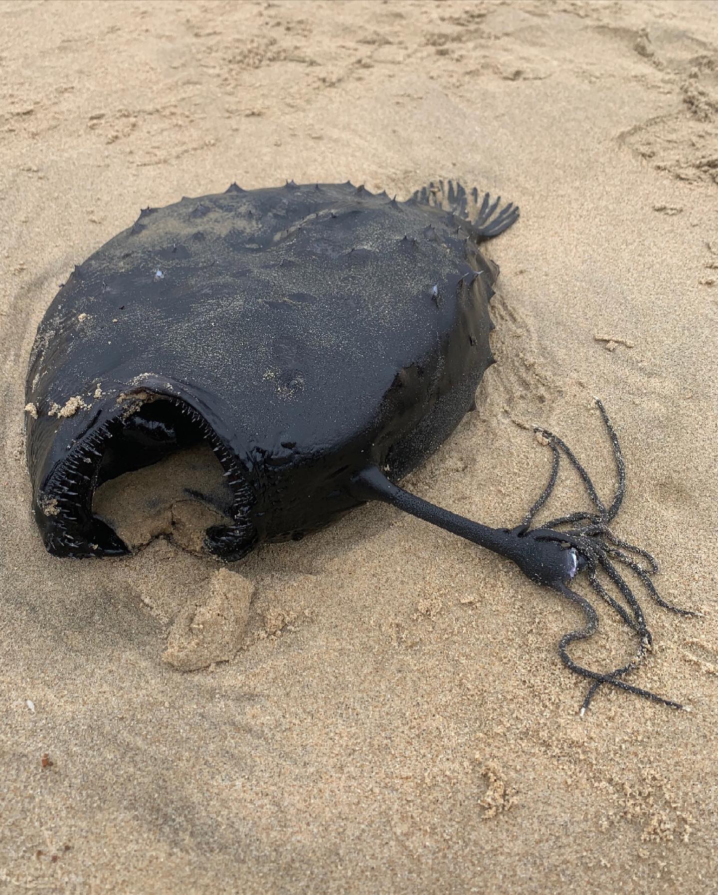 ปลาตกเบ็ด